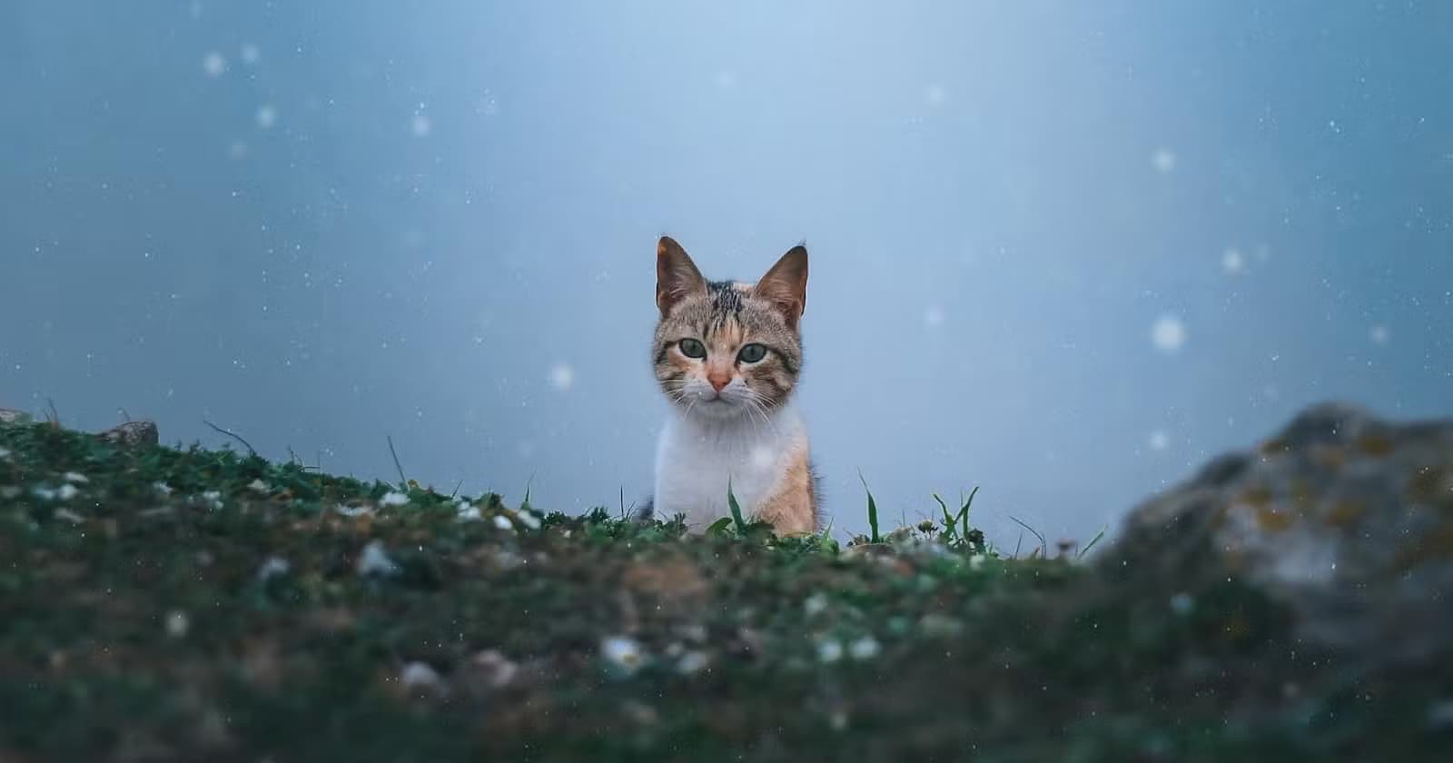 What is SimpleX Chat ?